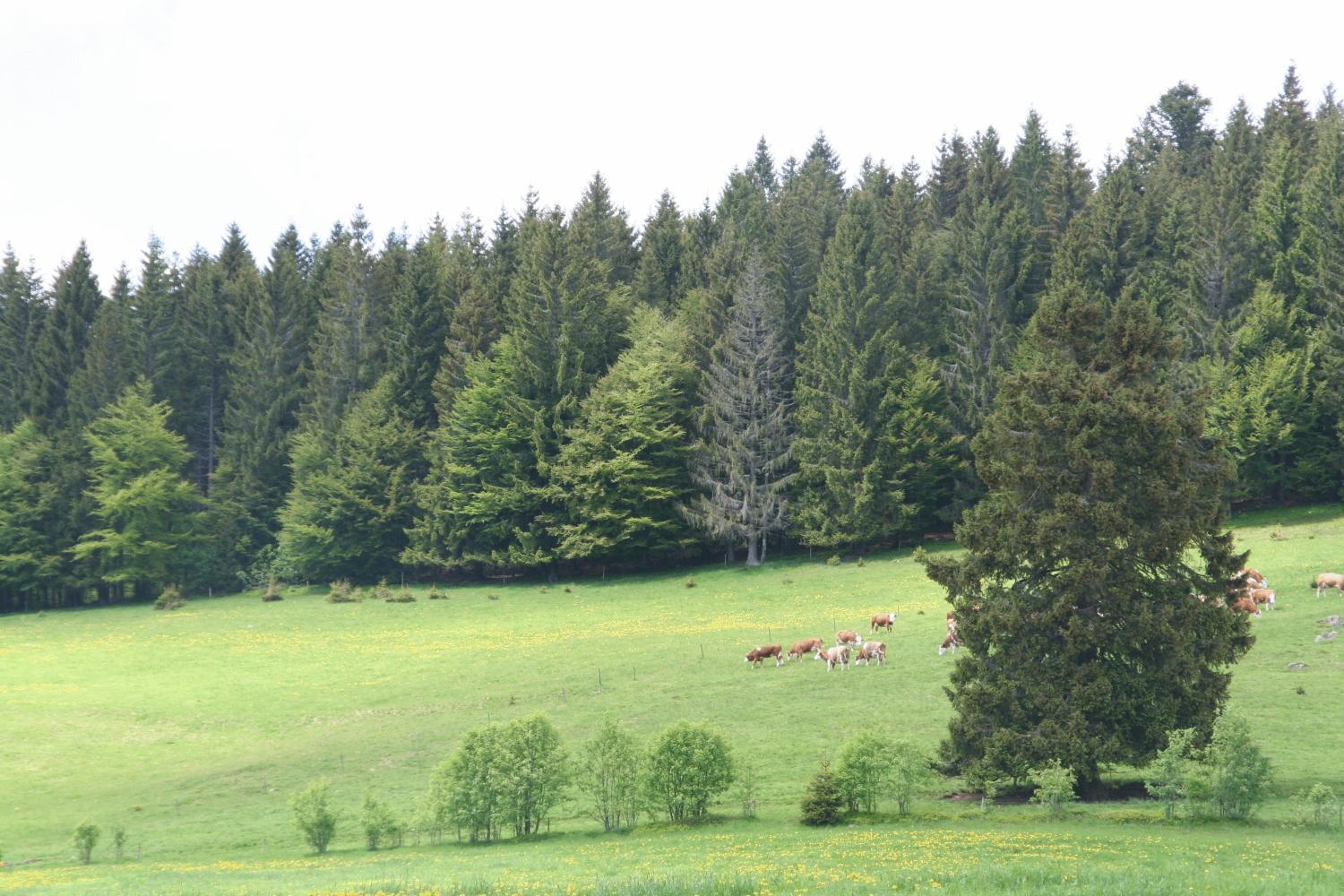 Hirschen Todtnau